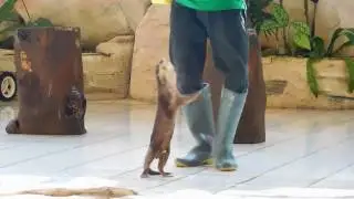 Otters in Circus of Lembah Hijau Zoo - Dancing