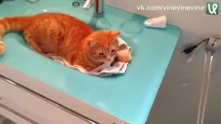 Котик