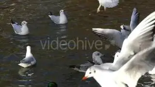a Flock of Seagulls Landing on Pond Surface and Pecking Each Other in Slow Motion.