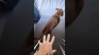 Dog Steals Socks + Instant Regret #shorts