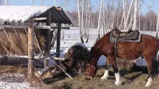 Moose and deer. On a horse through the winter forest.