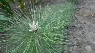 Саженцы СОСНЫ КРЫМСКОЙ