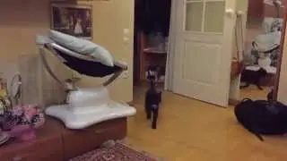 КотоПес из Краснодара