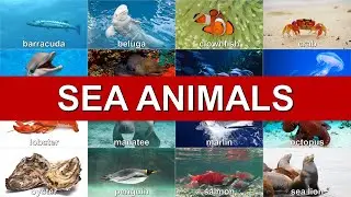 🐳Sea Animals | 30 Examples