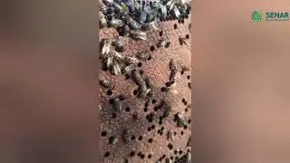 Produção de Rainha pelo método de puxada natural