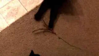 World's Laziest Cat