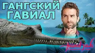 Стоит ли опасаться ганского гавиала?