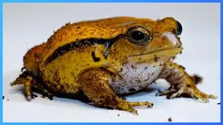 Tomato frogs are built different