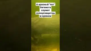 #бегемот #забавныеживотные #проживотных #факты #зоопарк