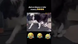 Прикол, собака с котом на беговой дорожке