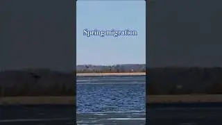 Spring bird migration   #birds #spring #nature #shorts #yt #fyp #foryou