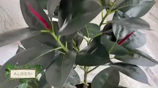 Фикус зелёный искусственный 100 см