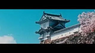 1K 桜