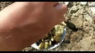 gold nuggets