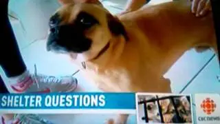 CBC News @ 6 - Paws for Life