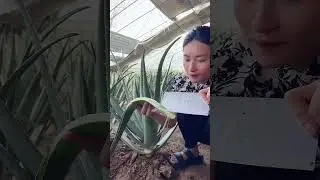 마음이 평온함을 갈망한다면 분주한 도시에서도 평온함을 찾을 수 있습니다  알로에 베라 식물을 심을 흙을 찾는 것은 쉽습니다  알로에는 시골 음식 생활을 기록합니다  Kuaisho