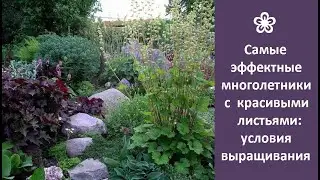 ❀ The most spectacular perennials with beautiful leaves: growing conditions