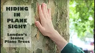 The Plane Trees Of London