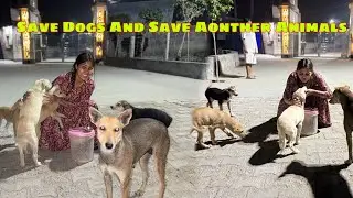 Help Streets Dogs Help Animal  Vlog 😍 || इनको कभी भूखा ना सोने दे 🙏