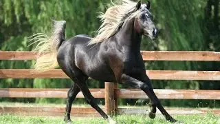 Amazing Horse - Rocky Mountain Horse