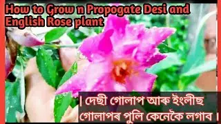 How to Grow n Propogate Desi and English Rose plant | দেছী গোলাপ আৰু ইংলীছ গোলাপৰ পুলি কেনেকৈ লগাব ।