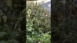 🍅 Томаты в Ноябре