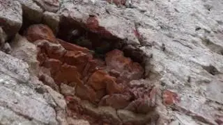 Освея  дворец Шадурских - Дикие пчёлы.