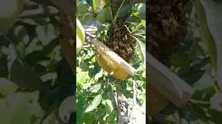 Матка сеет прямо на дереве #bee