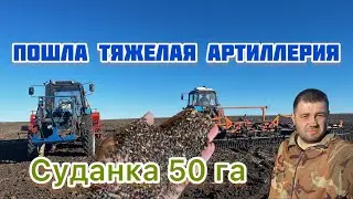 Сев суданской травы