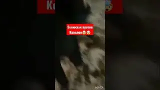 Ковалев вырубил Зелемхана на улице 