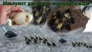 ПАРВАРИШИ МУРГОБИ ВА МАЬЛУМОТ ДАР ИН ХАТМАН ТАМОШО КУНЕД июня 2021 г.