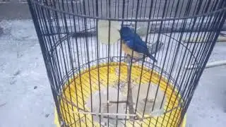 Cara Mengobati Burung Tledekan Dada Nyilet (part 1)