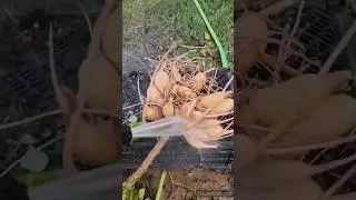 Готовлю клубни георгин к зиме