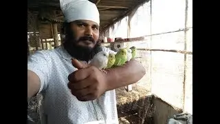 My Birds breeding..