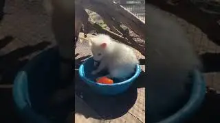 Новости зоопарка