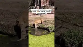 Львица⭐ была сосредоточена на спасении малыша и спасла❤️.