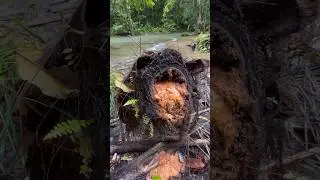 Drone jatuh dan hilang di dalam hutan