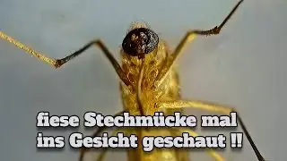 Plagegeister einer Stechmücke mal ins Gesicht geschaut #stechmücke #schnake