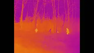 FLIR Forest