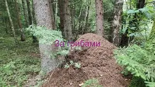 ЗА ГРИБАМИ(МАСЛЯТА),НА МОПЕДЕ..