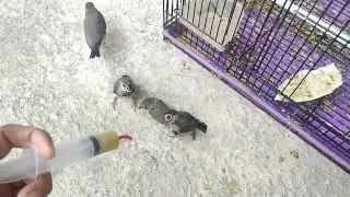 Ngeloloh Anakan Burung Gelatik Jawa / Java Sparrow  di Aviary