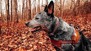 New Carhartt Collar & Harness for my Blue Heeler