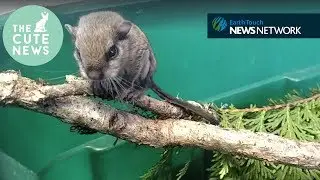 Flying squirrels, bear cubs & a baby pangolin