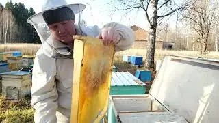 Выемка меда , 28.10.20
