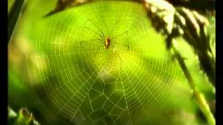 01 Божья коровка