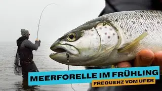 FREQUENZ AUF MEERFORELLE I Meerforellenangeln im Frühjahr
