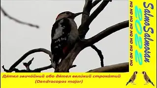Дя́тел звича́йний або дя́тел вели́кий строка́тий (Dendrocopos major)