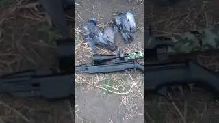 мр 512 охота на голубя
