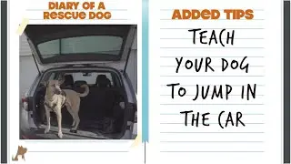 Teach your dog to jump into the car