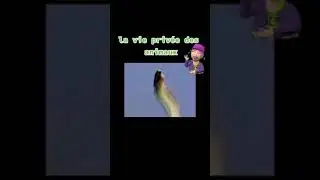 La vie privée des animaux